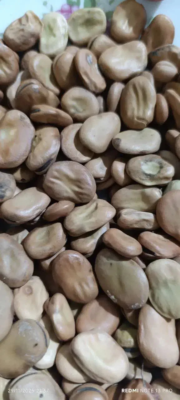 باقالی خشک گرگان|خوردنی و آشامیدنی|مشهد, رضاشهر|دیوار