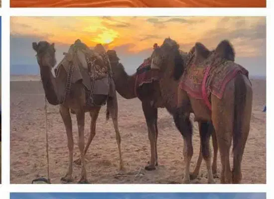 فروش  کرره الاغ  ماده    دشت سوسن|حیوانات مزرعه|ایذه, |دیوار