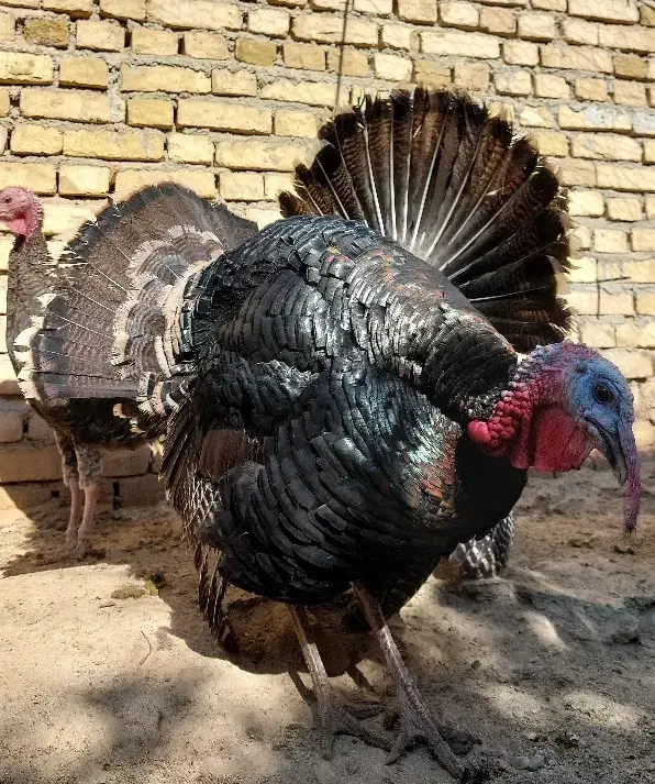 بوقلمون نر و ماده|حیوانات مزرعه|میلاجرد, |دیوار