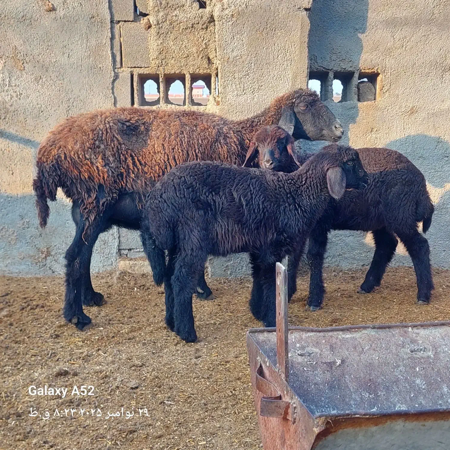 گوسفند بابره دوقلو|حیوانات مزرعه|سیمین شهر, |دیوار