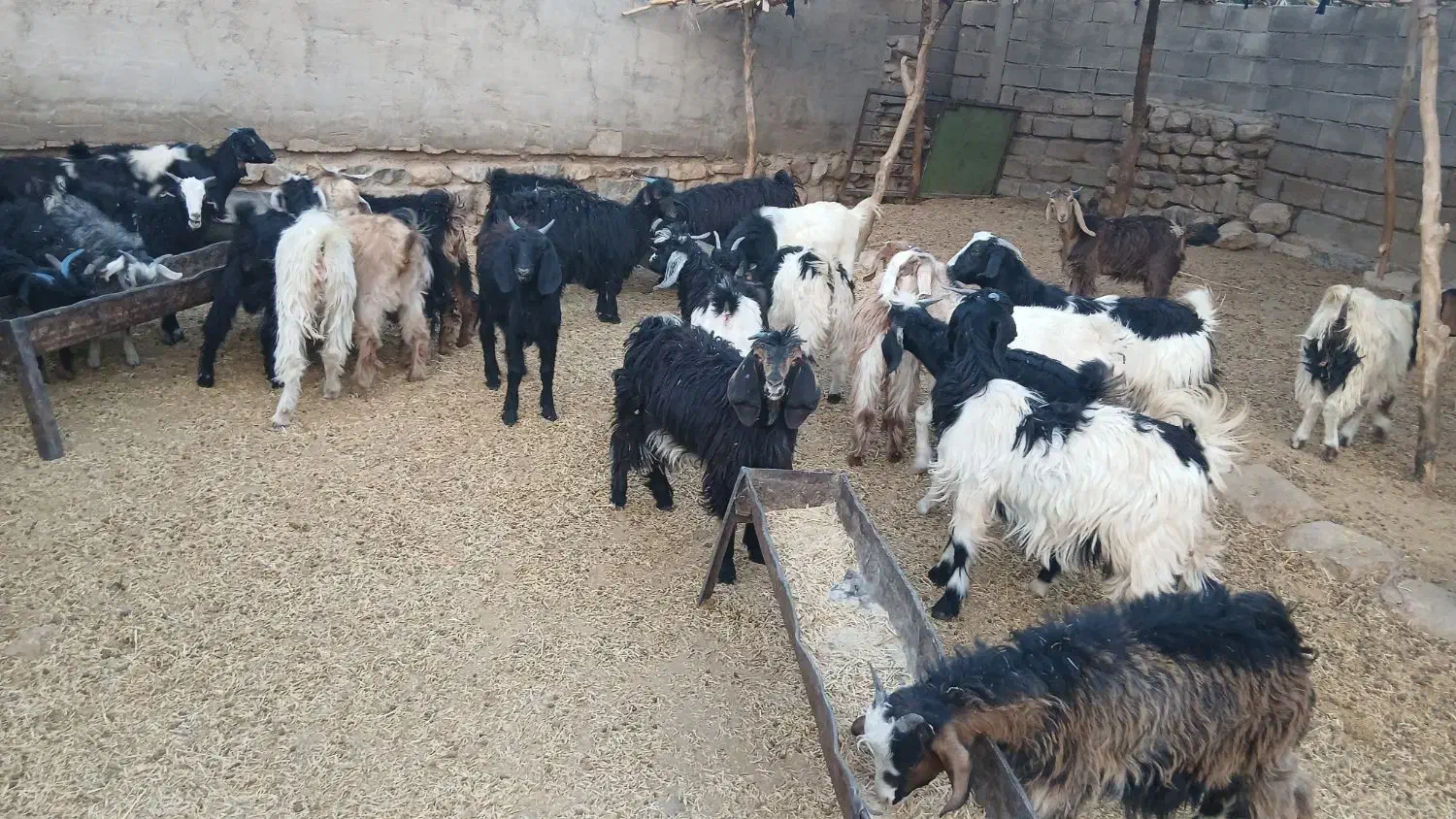 ۳۵راس بی|حیوانات مزرعه|ایلام, |دیوار