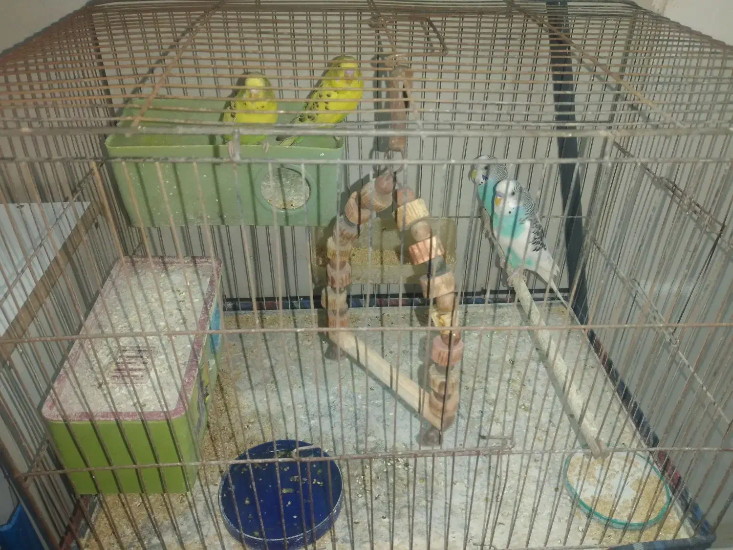 مرغ عشق|پرنده|یزد, |دیوار