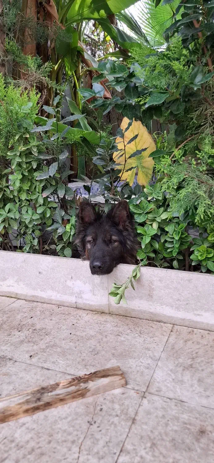 سگ ژرمن نر شولاین|سگ|آستانه اشرفیه, |دیوار