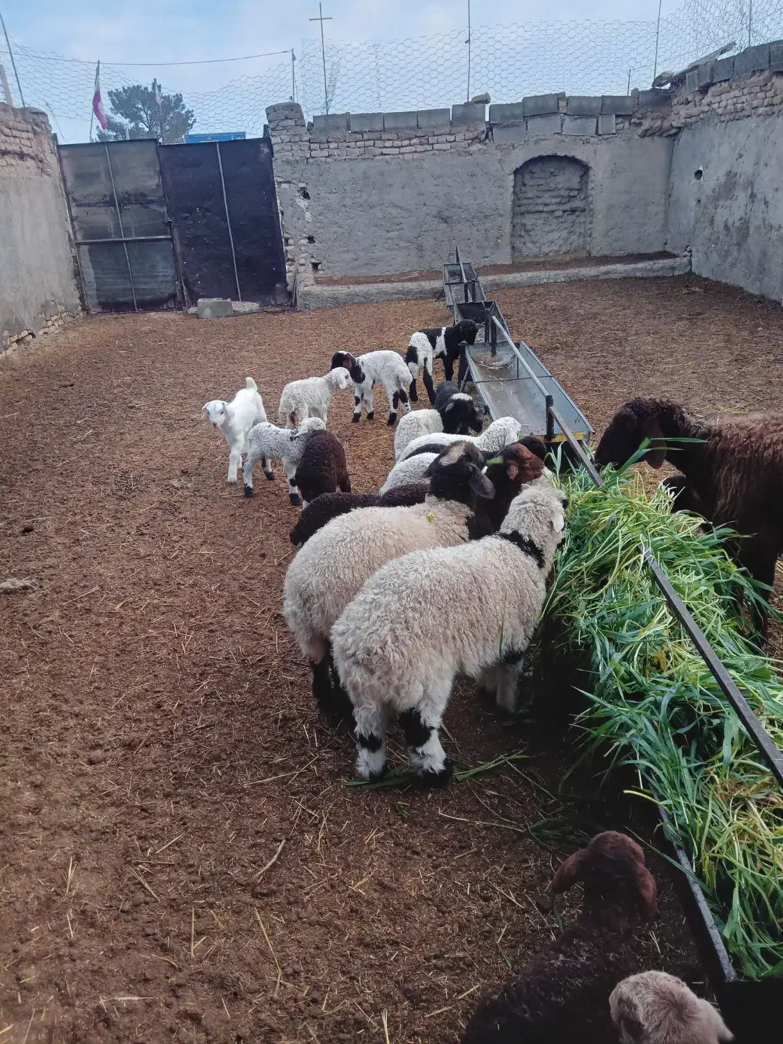 میش زاییده و آبستن دشتی|حیوانات مزرعه|گناباد, |دیوار