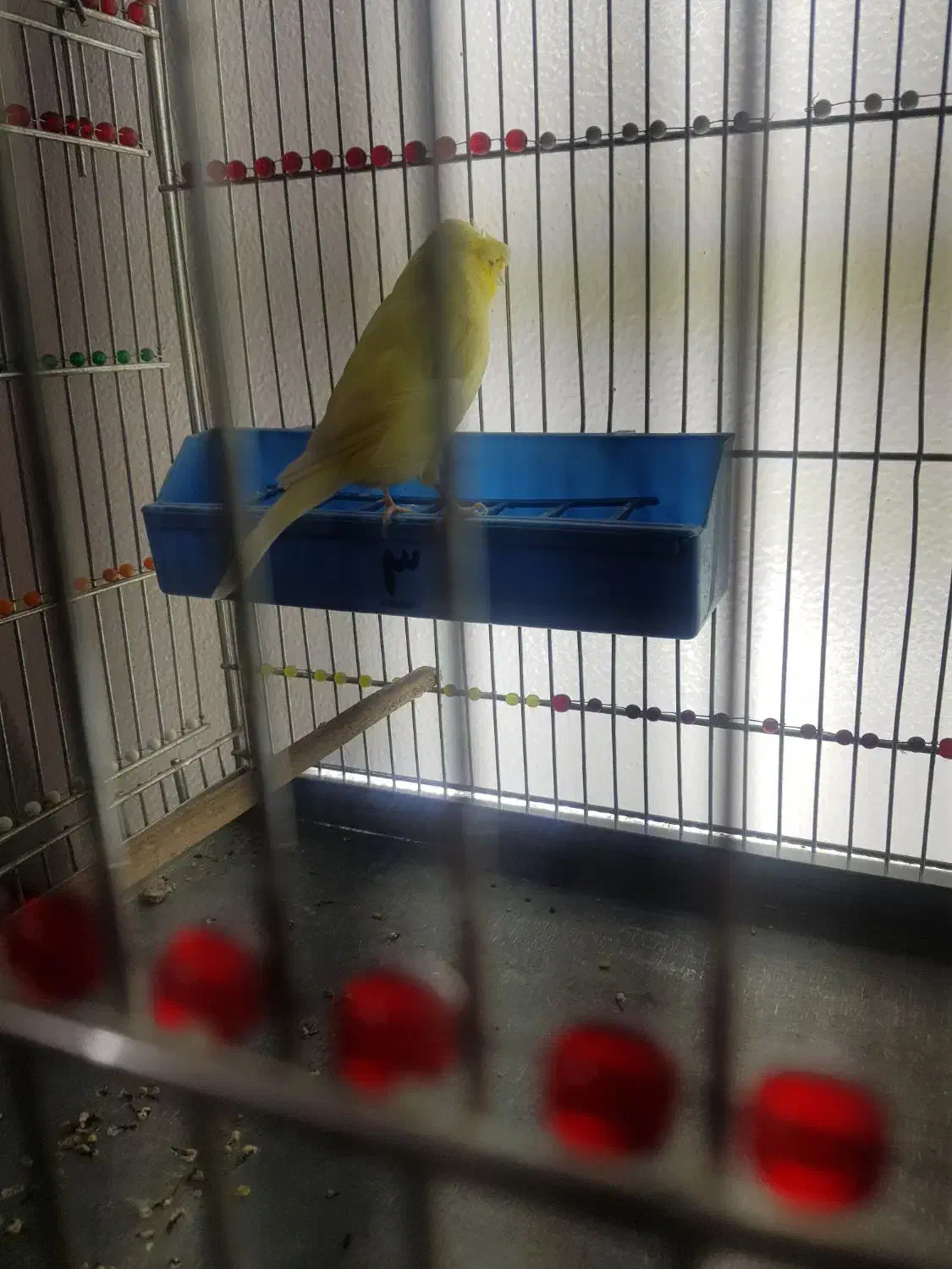 قناری ماده کاکولی|پرنده|شاهینشهر, شهرک ردانی پور|دیوار