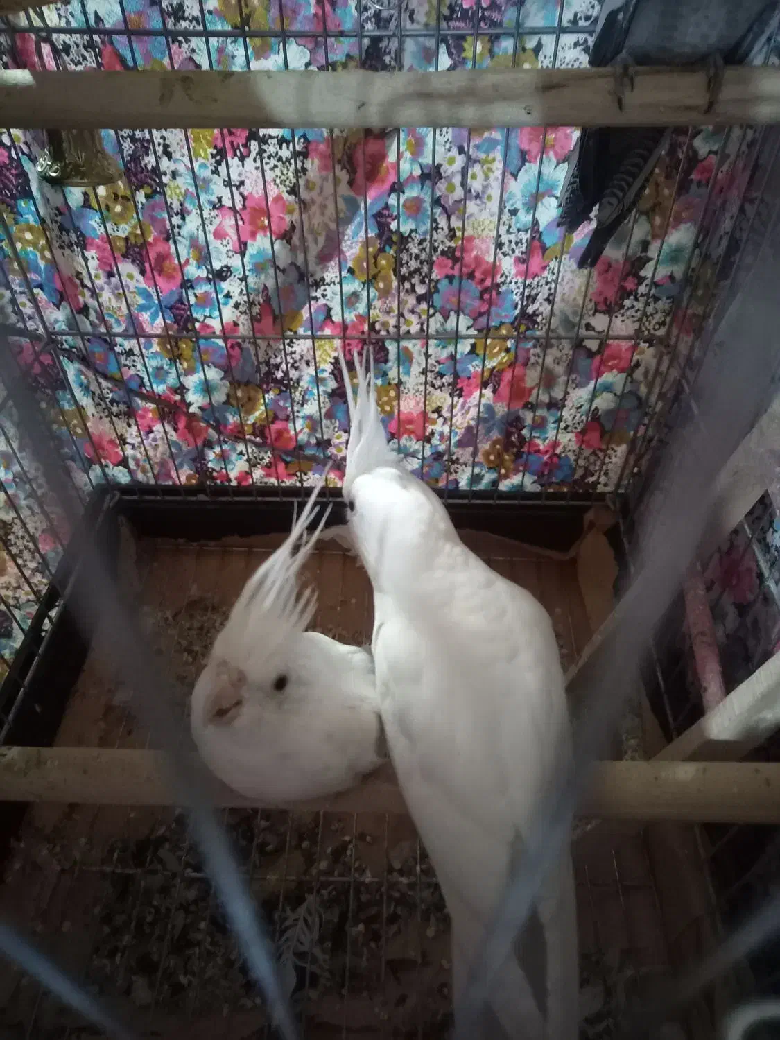 عروس البینو|پرنده|مراغه, |دیوار