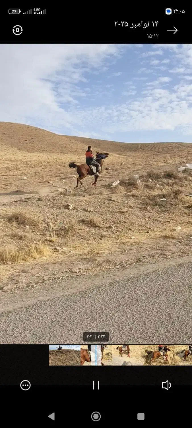 اسب مادیان کرد|اسب و تجهیزات اسبسواری|انگوران, |دیوار