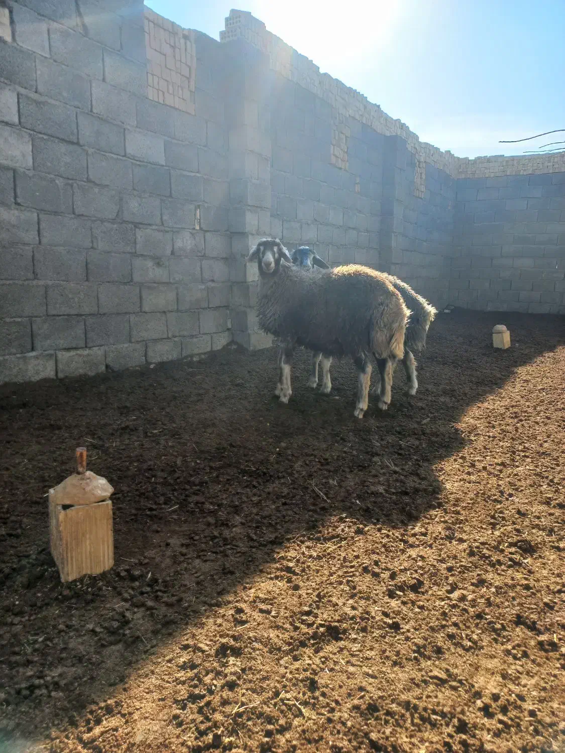 بره قوچ|حیوانات مزرعه|قلقل رود, |دیوار