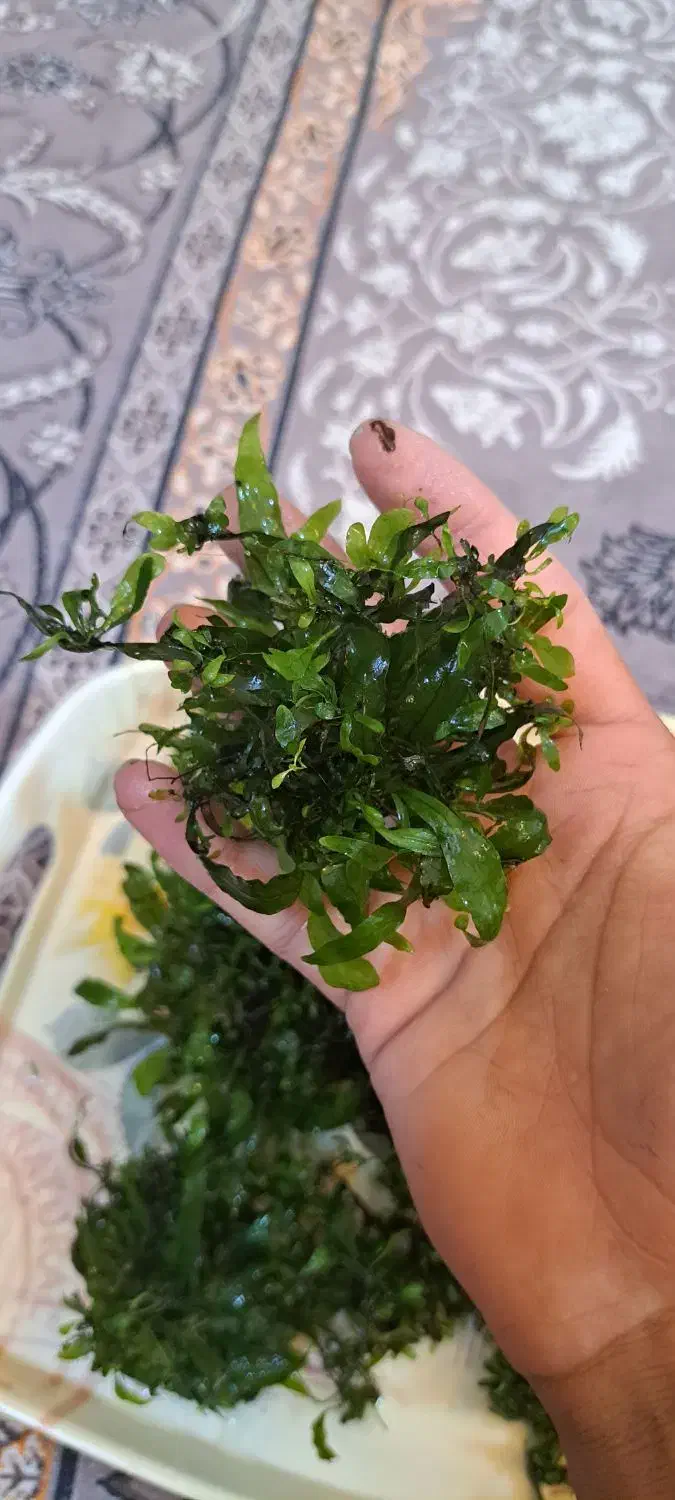 گیاه ابزی .پلنت.تراریوم|گل و گیاه طبیعی|مشهد, کوی المهدی|دیوار