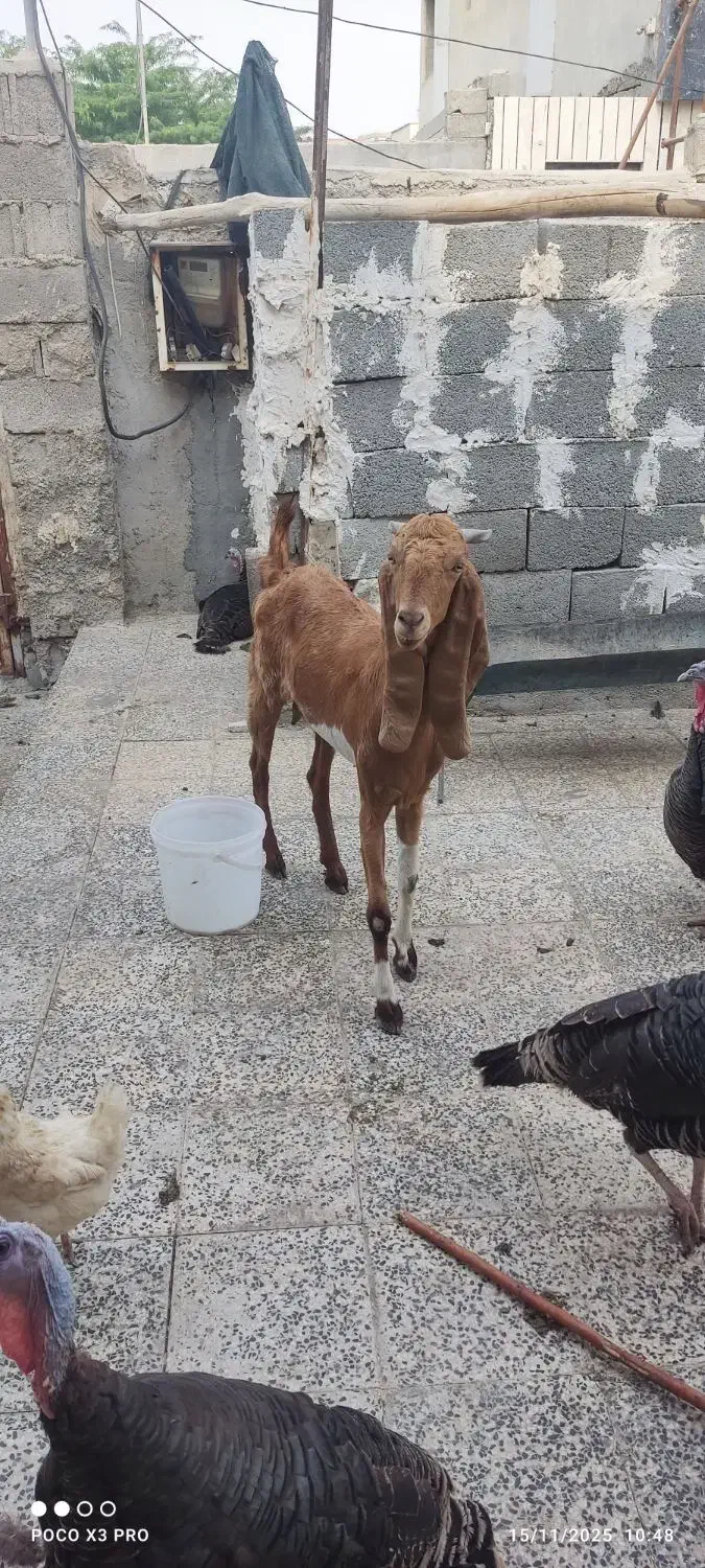 بز پاکستانی|حیوانات مزرعه|بندر دیر, |دیوار