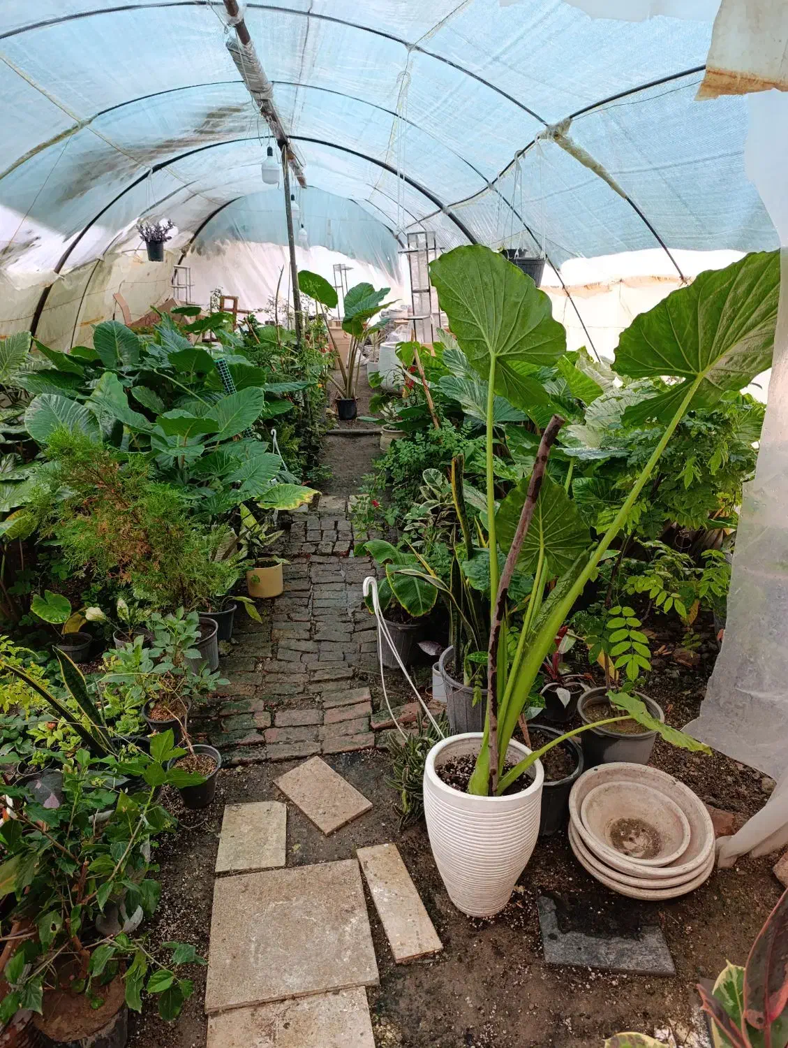 فروش بابا آدم های یک‌ونیم‌ودومتری|گل و گیاه طبیعی|مشگین شهر, |دیوار