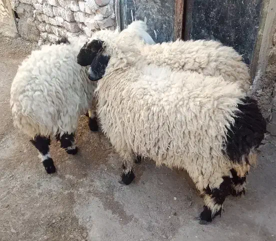 ۳عدد بره نر چاق و چله دونه11|حیوانات مزرعه|زابل, |دیوار