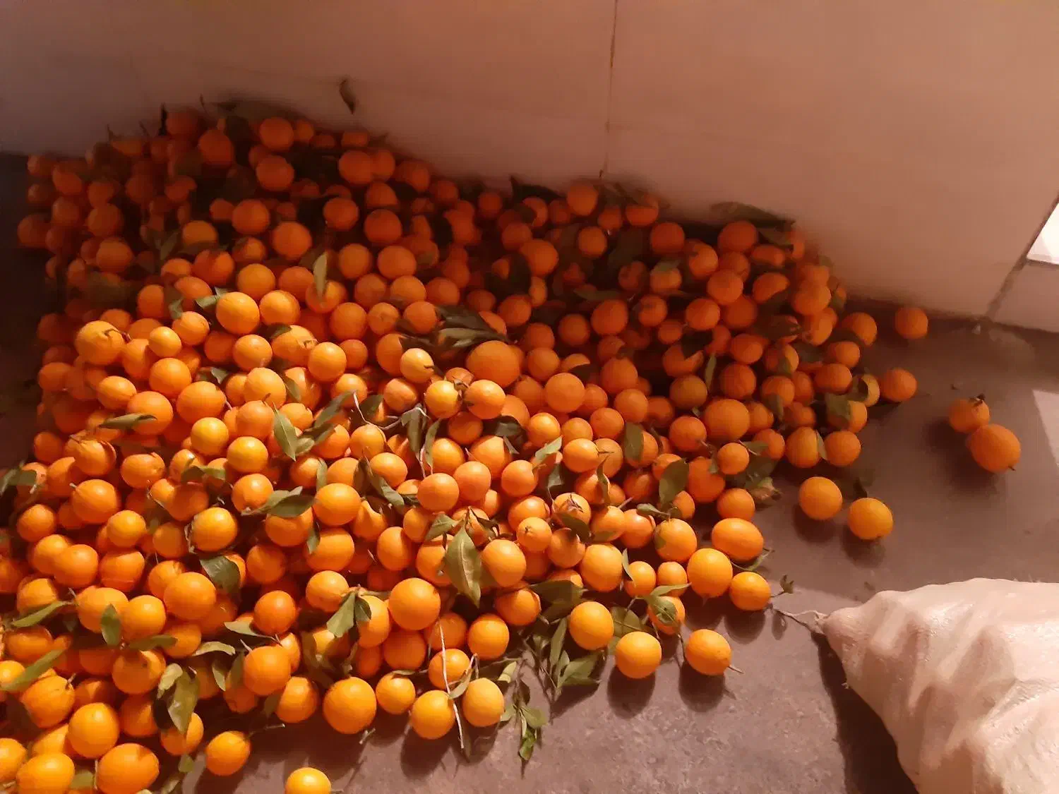 خرید عمده وخرده اجاره باغ|خدمات باغبانی و درختکاری|دوگنبدان, |دیوار