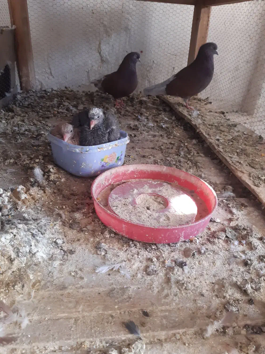 سرخ پرشی|پرنده|آران و بیدگل, |دیوار