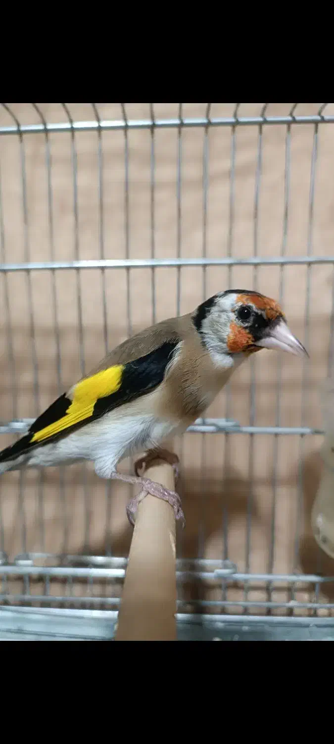 جوجه سال عطیقه|پرنده|شیراز, تندگویان|دیوار