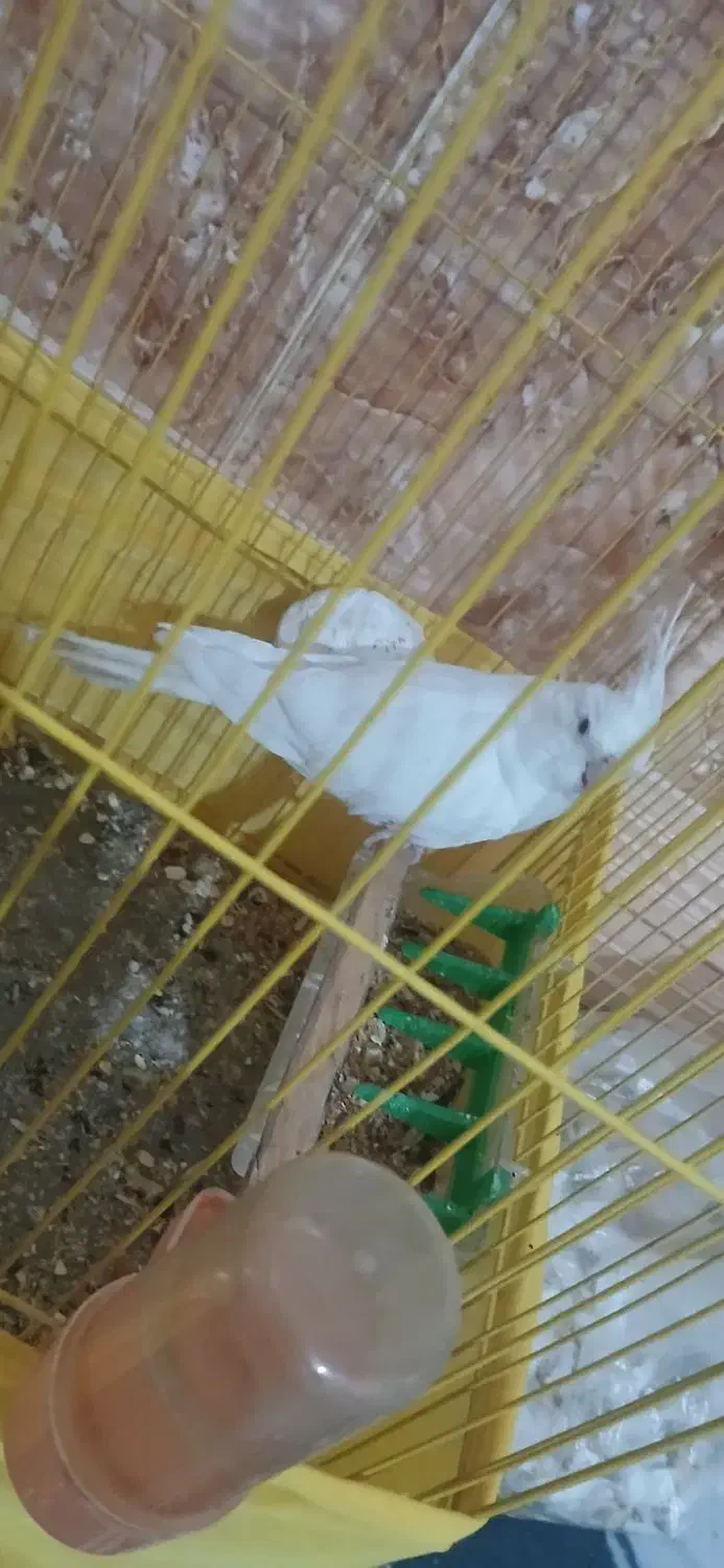 عروس هلندی|پرنده|ایرانشهر, |دیوار