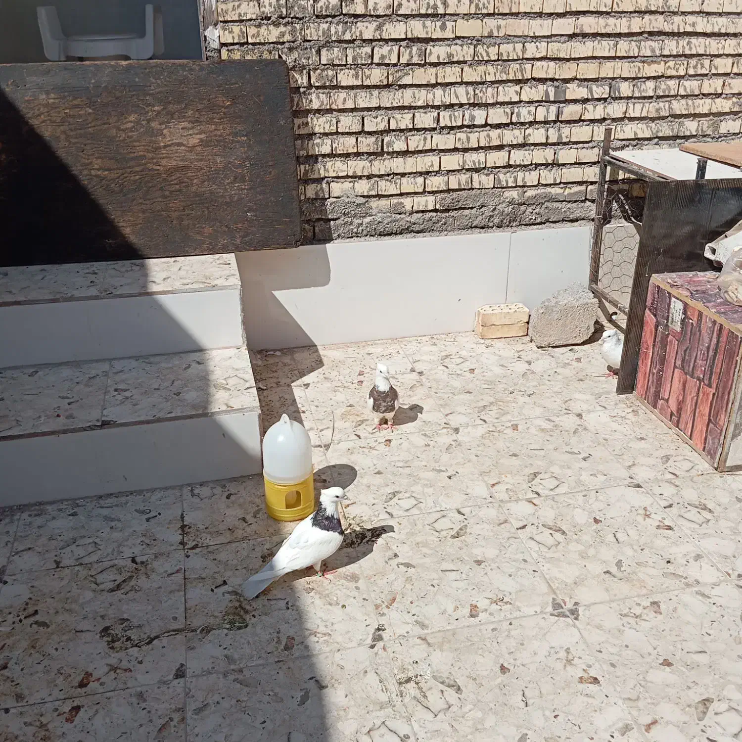 منیخ ولایت 27|پرنده|خرمشهر, |دیوار