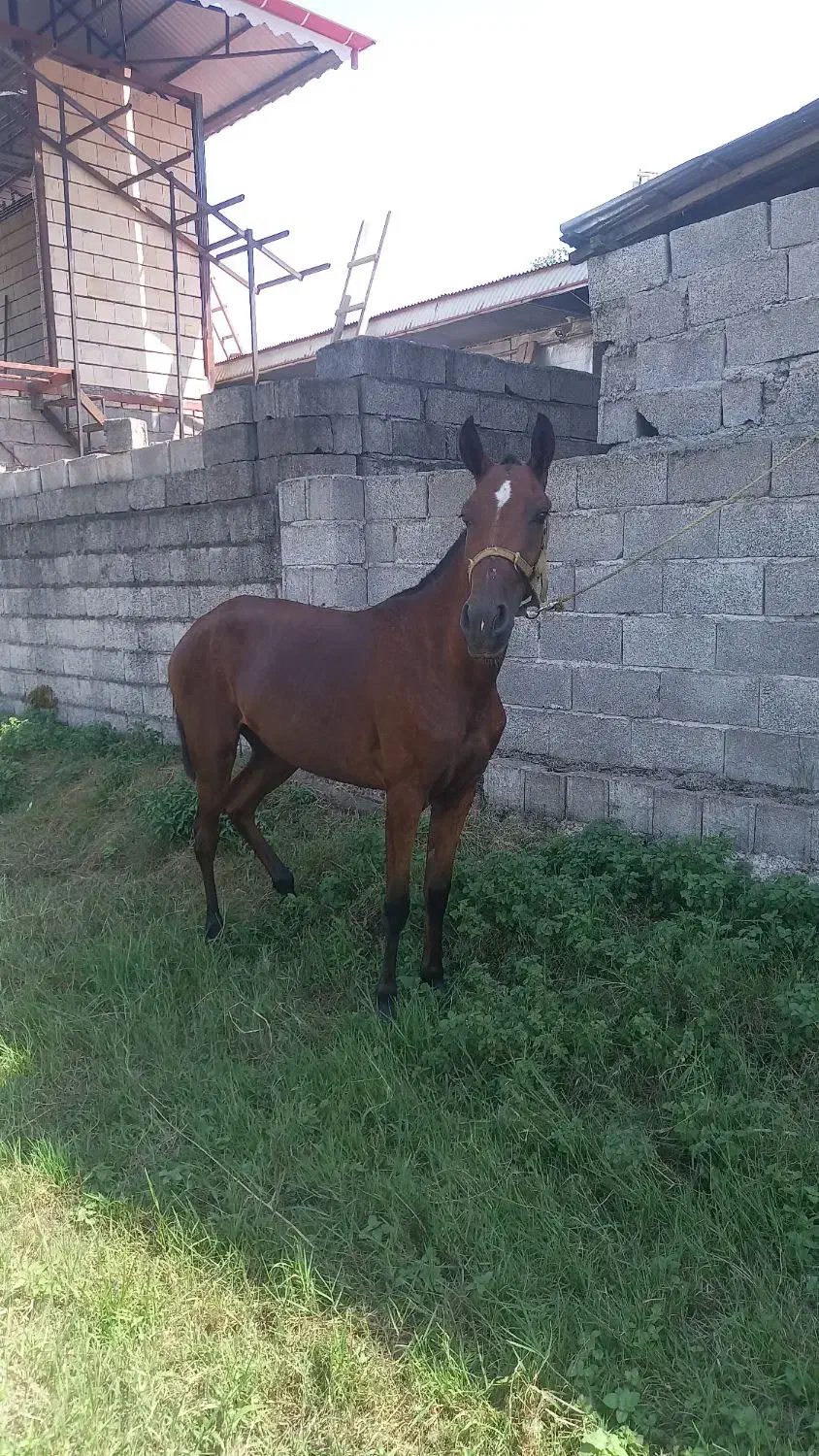 مادیان کرد ۱۸ ماه سر دم گیر|اسب و تجهیزات اسب‌سواری|ماسال, |دیوار