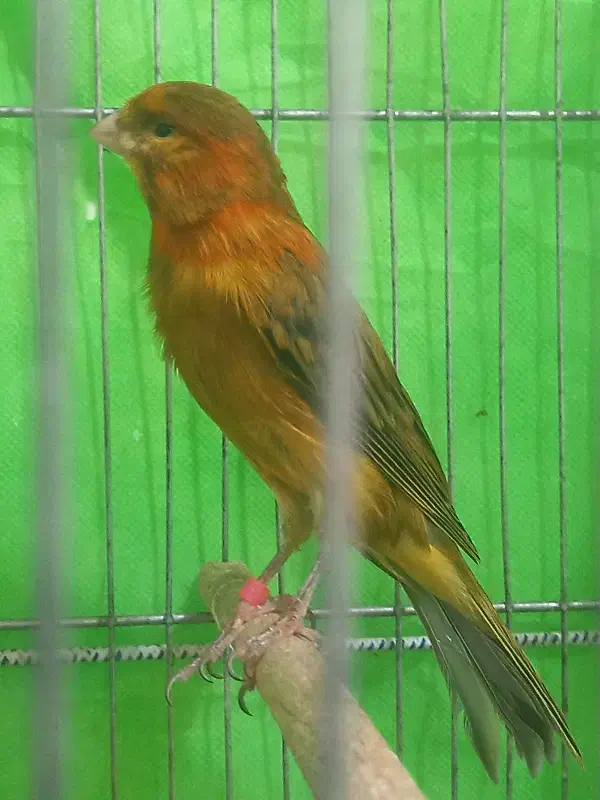 قناری|پرنده|مشهد مرغاب, |دیوار