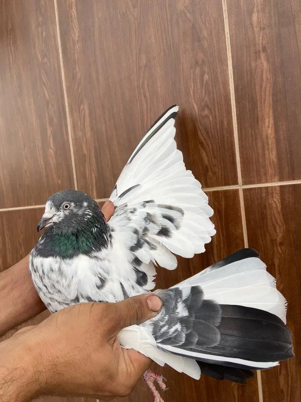 کبوتر پرشی|حیوانات|قائم‌شهر, |دیوار