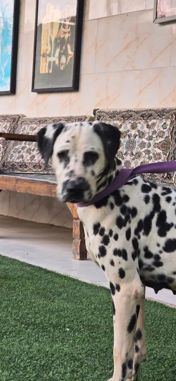 دالمیشن|سگ|شهریار, یوسف آباد صیرفی|دیوار