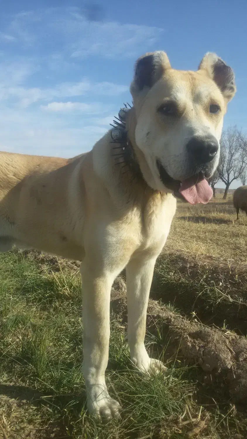 سگ یک سال نیم|سگ|بالا ولایت, |دیوار