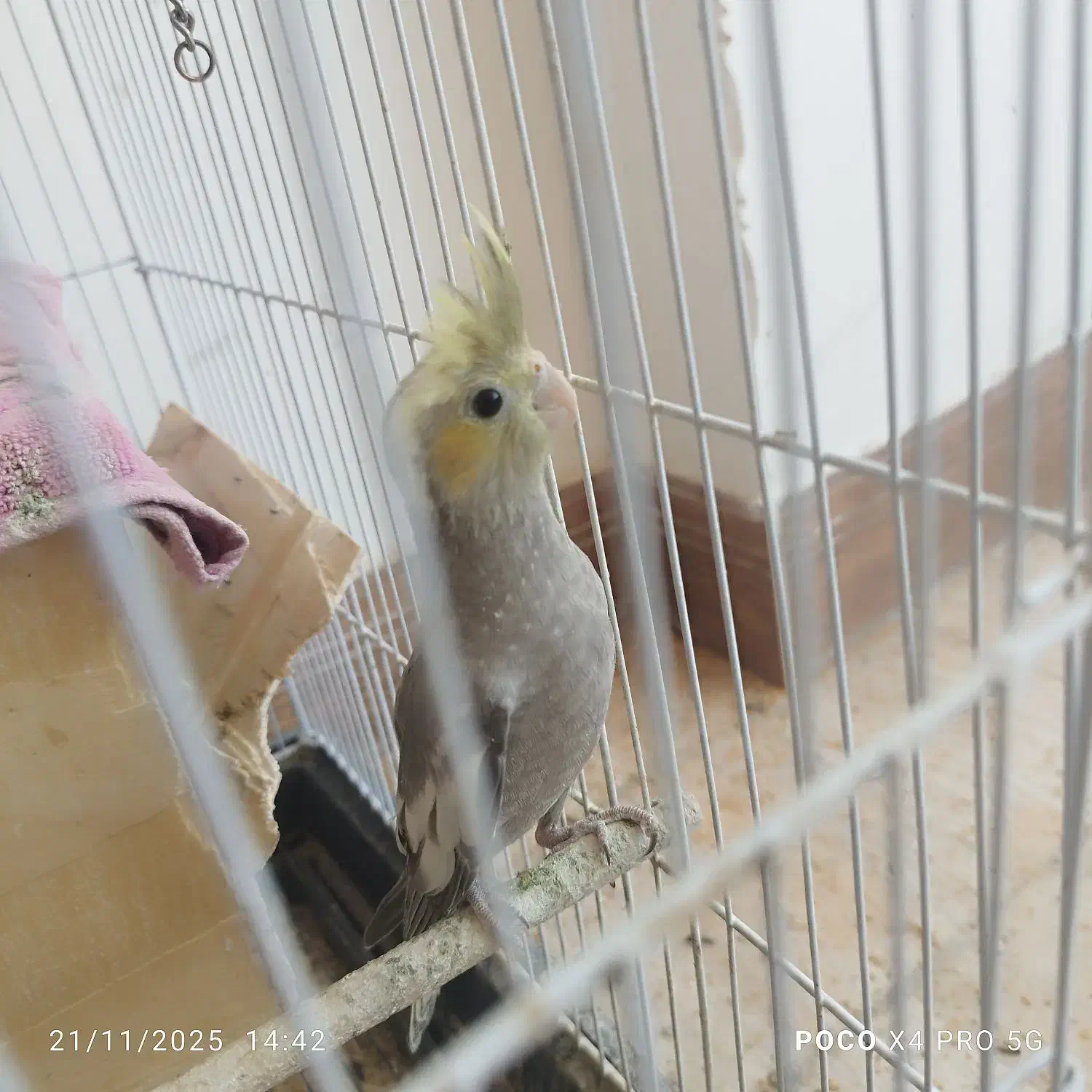 عروس هلندی|پرنده|فلاورجان, |دیوار