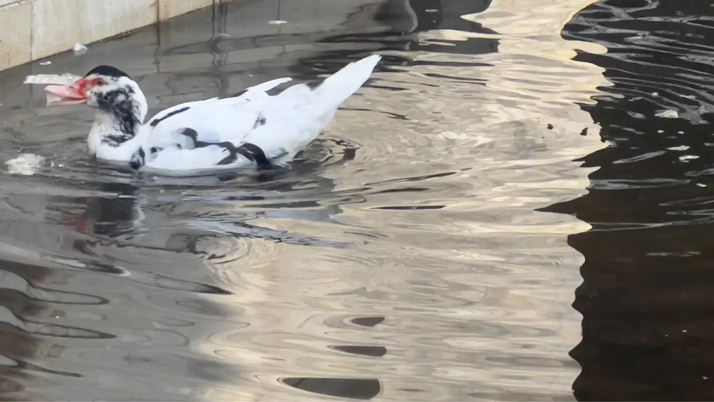 اردک اسراییلی|حیوانات مزرعه|رشت, پیرکلاچای|دیوار