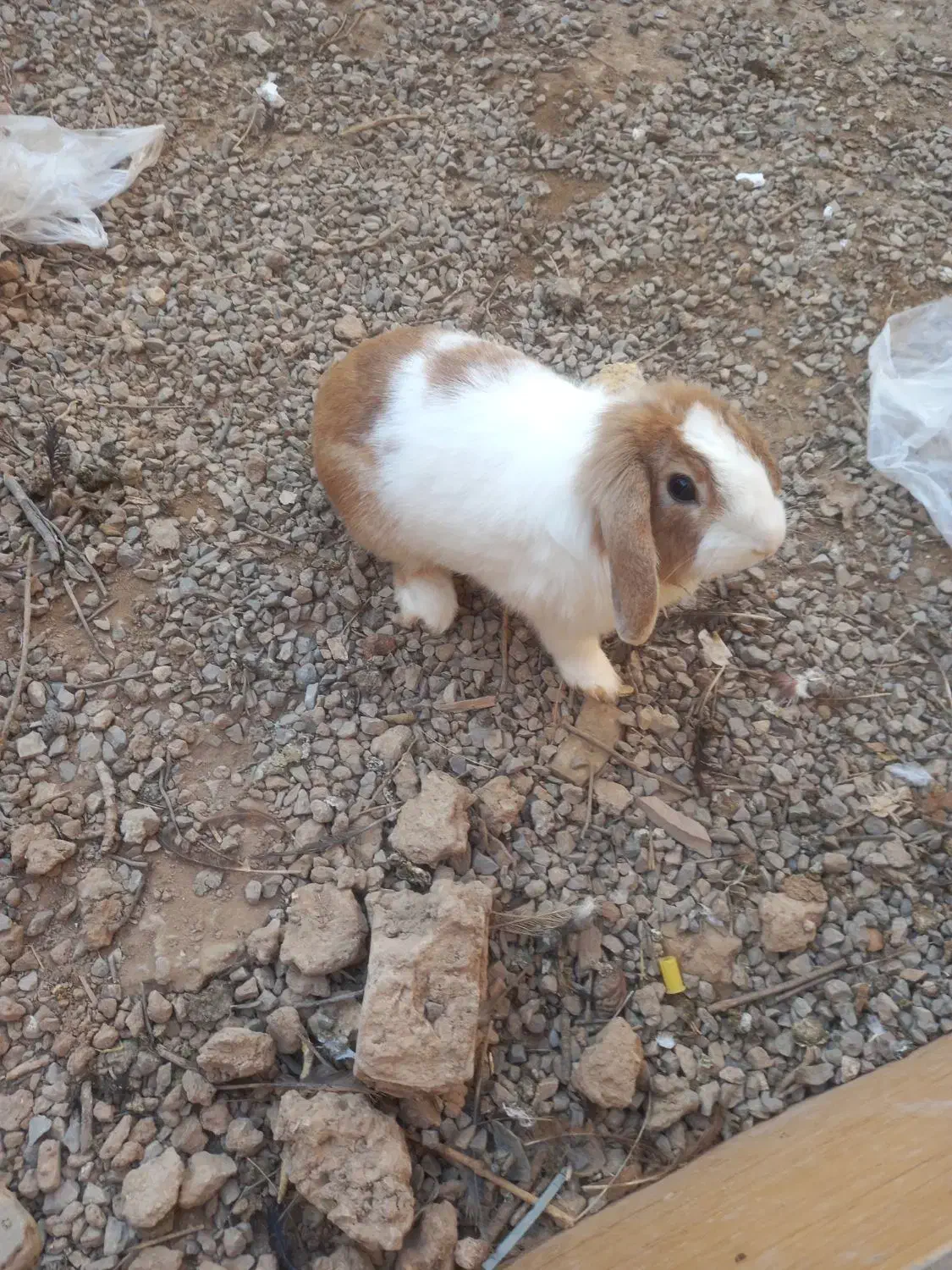 خرگوش مینی لپ|موش و خرگوش|اردکان, |دیوار