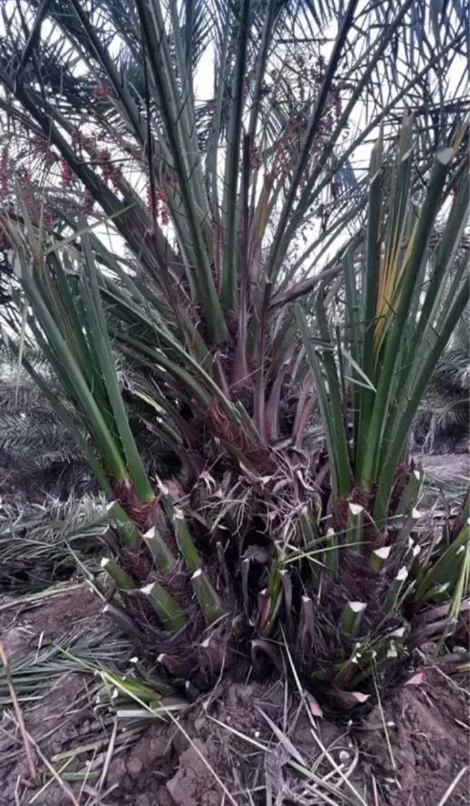 فورگ|گل و گیاه طبیعی|فورگ, |دیوار