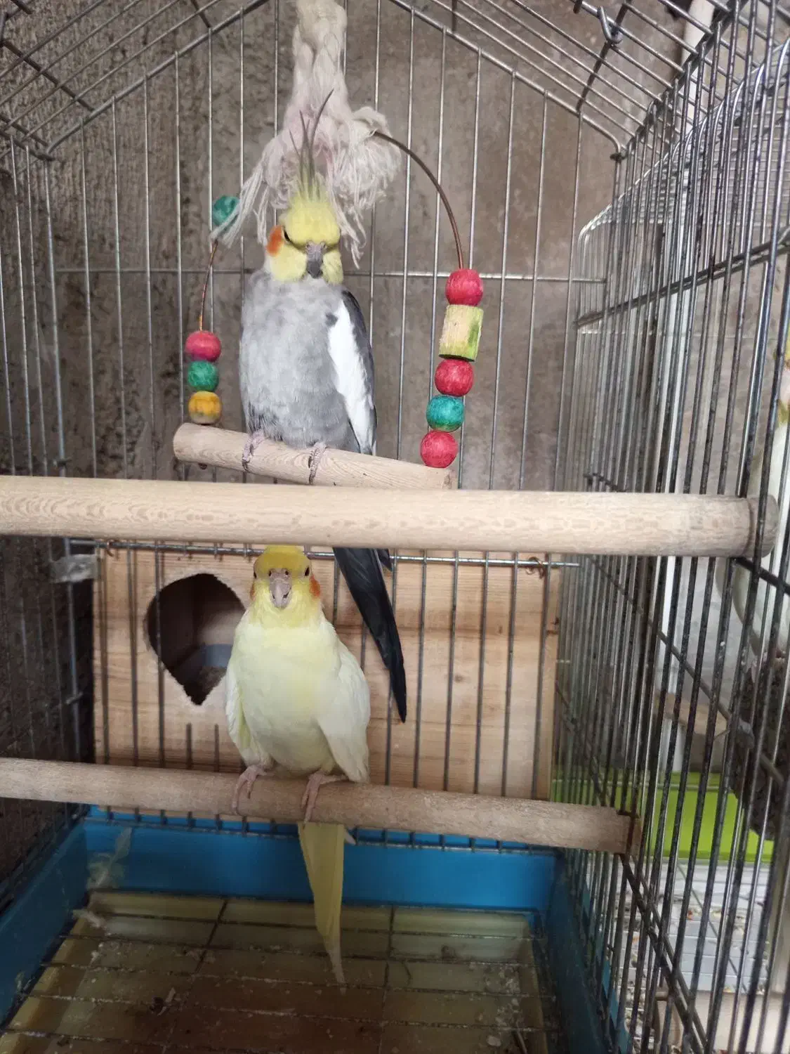 گم شده|حیوانات|جم, |دیوار