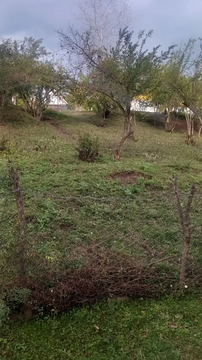 ۵۰۰متر زمین مسکونی/پلاک اول جنگل|فروش زمین و ملک کلنگی|رضوانشهر, |دیوار