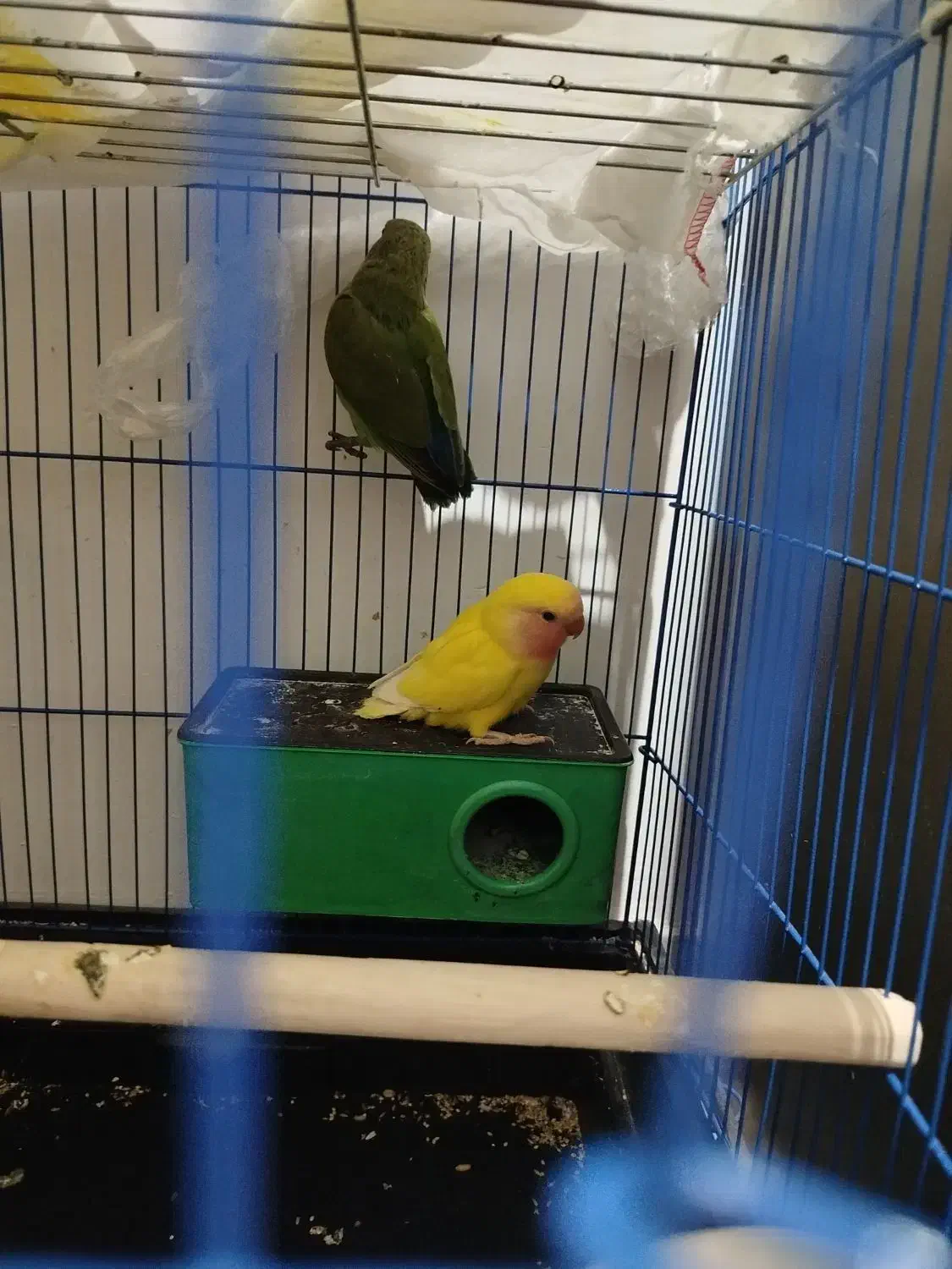 طوطی برزیلی اوپال|پرنده|فردیس, ثابتی|دیوار