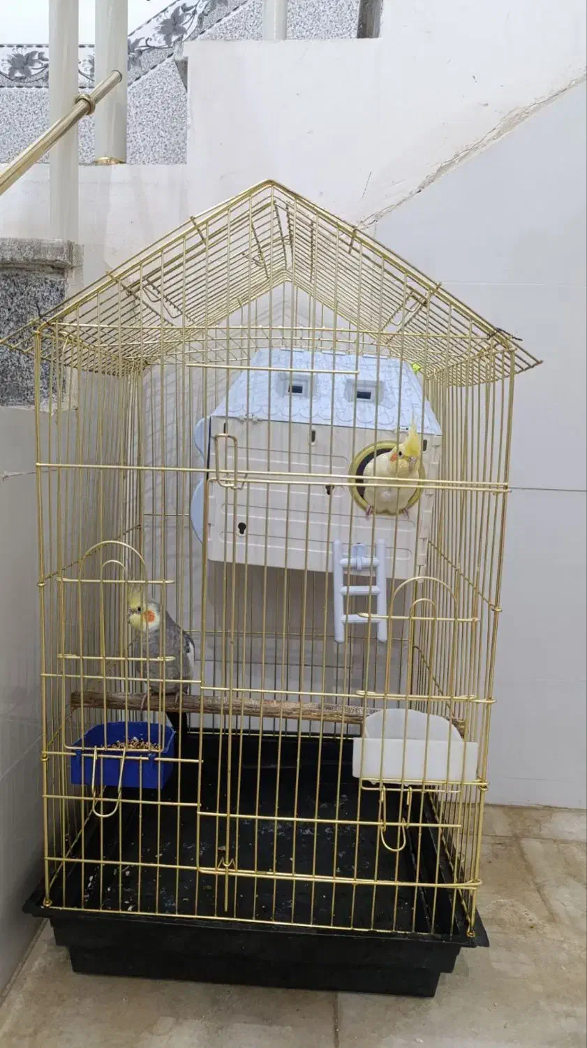 عروس هلندی جفت همراه با تخم|پرنده|کبودرآهنگ, |دیوار