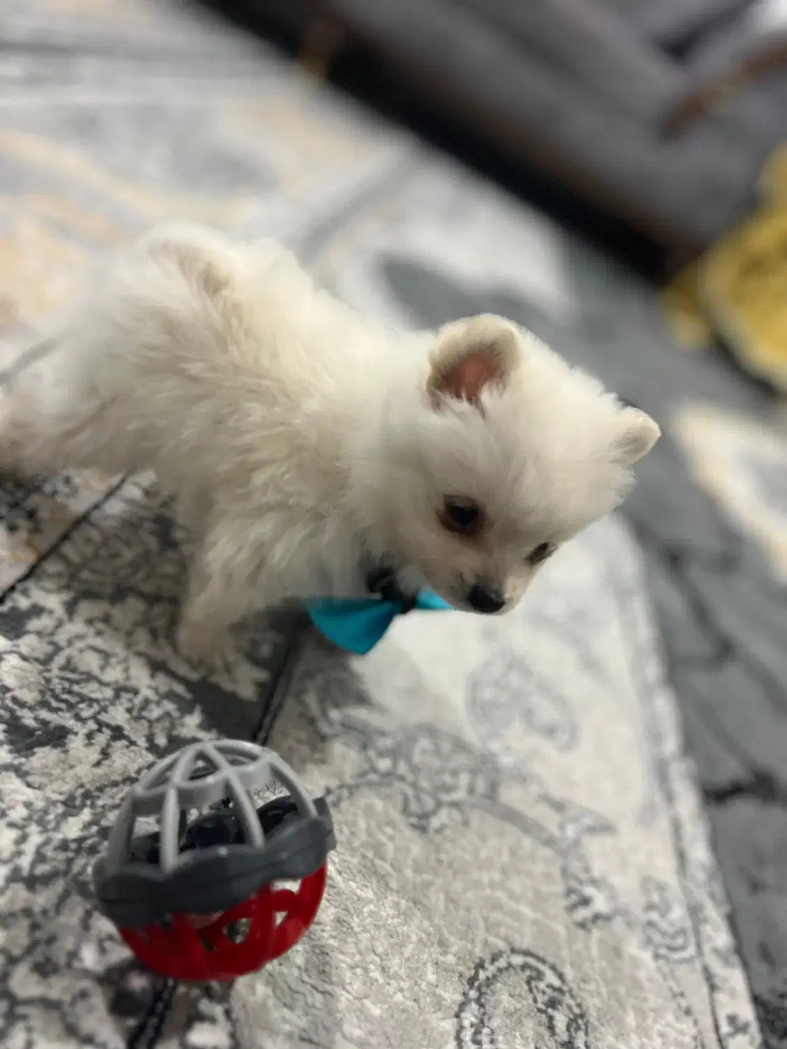 پامر خرسی عروسکی|سگ|سیرجان, |دیوار