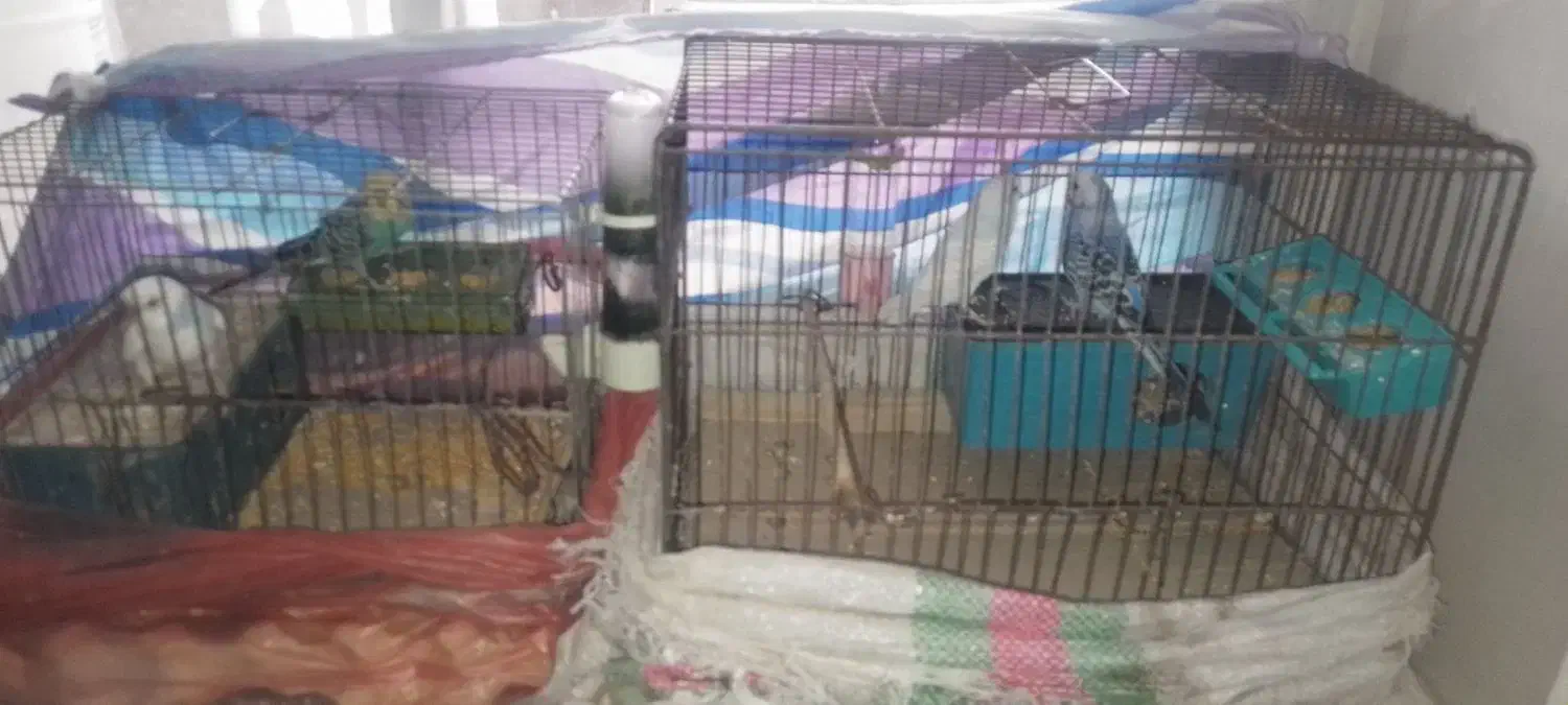 دو جفت مرغ عشق همراه با قفس|پرنده|لوشان, |دیوار