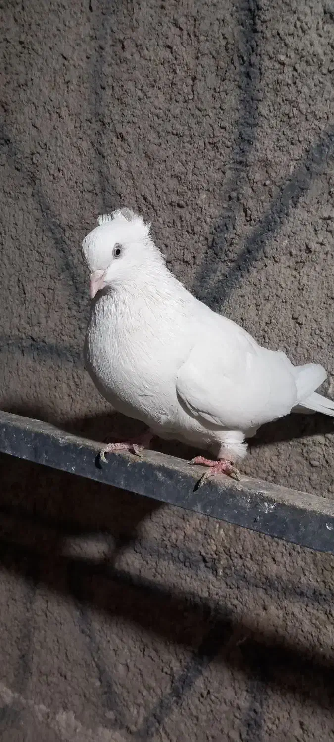 کفتر سفید ماده|پرنده|تهران, مشیریه|دیوار