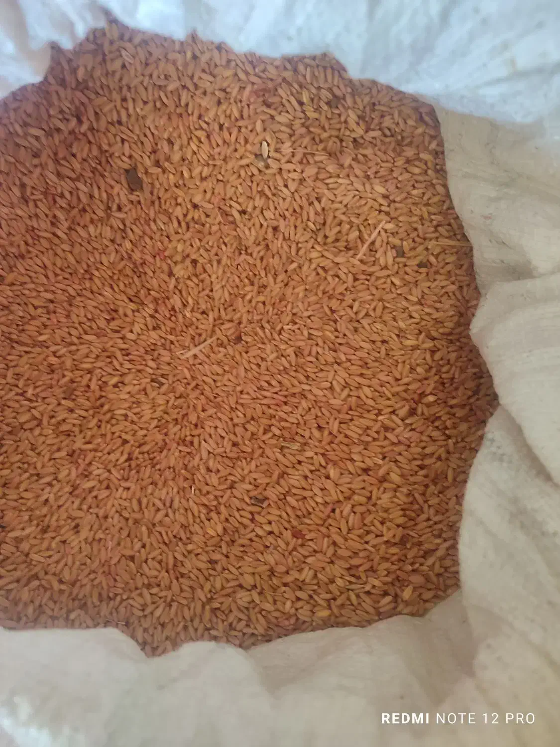 گندم دیم|خدمات باغبانی و درختکاری|سنندج, |دیوار