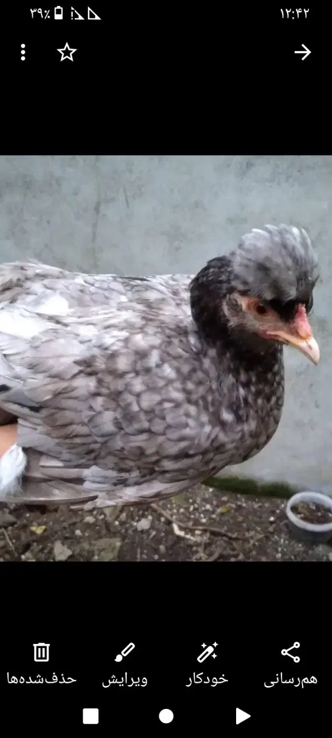 مرغ و خروس فروشی|حیوانات مزرعه|آستارا, |دیوار