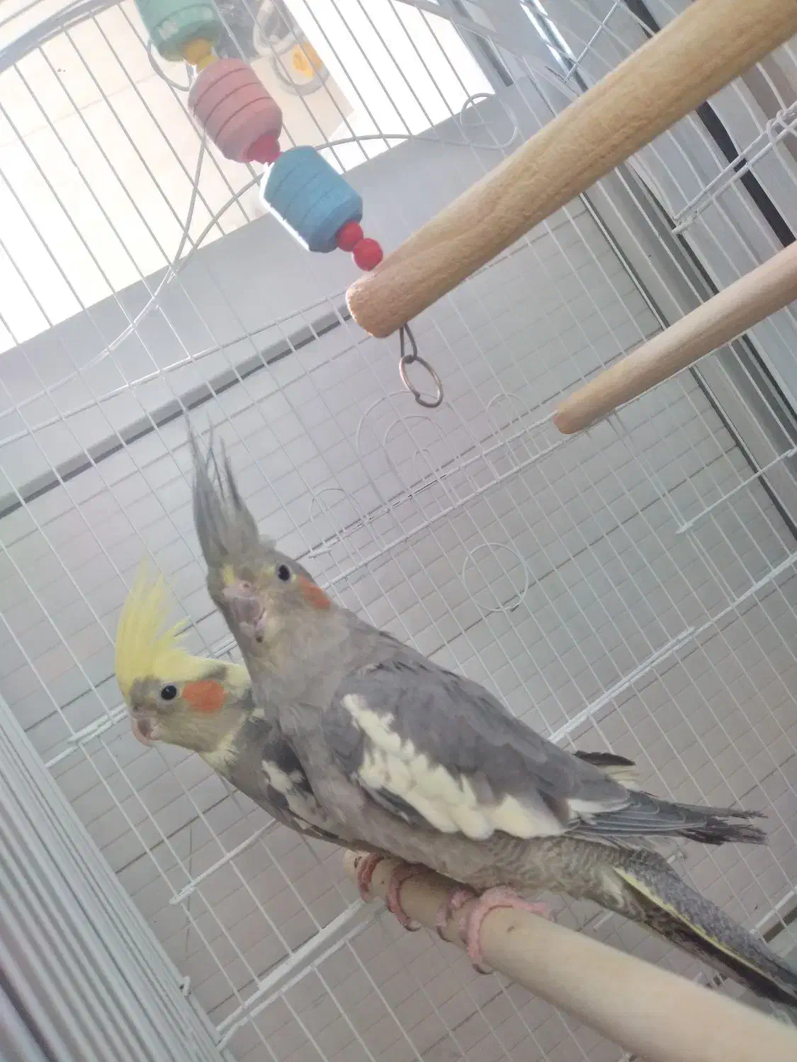 عروس هلندی|پرنده|فردیس, شهرک شهید حسینی|دیوار