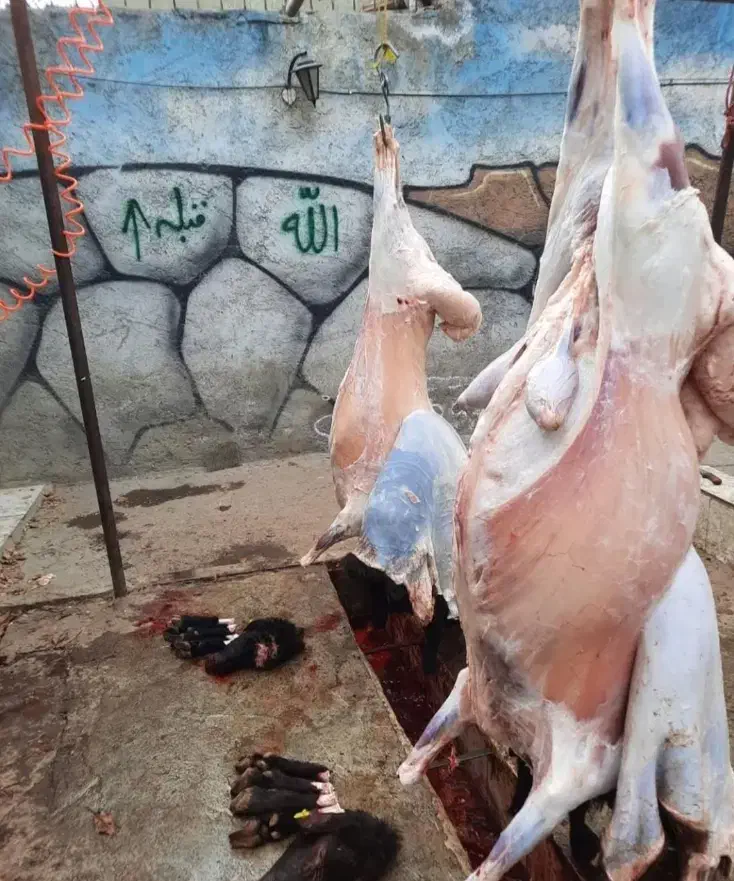 ** گوسفند قلم آبی درجه یک زنده به شرط **|حیوانات مزرعه|مشهد, نوید|دیوار