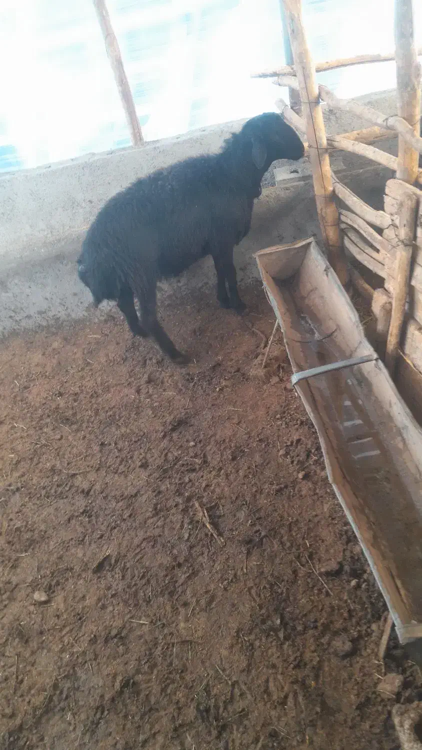 بره قوچ قره قزل|حیوانات مزرعه|ملکان, |دیوار