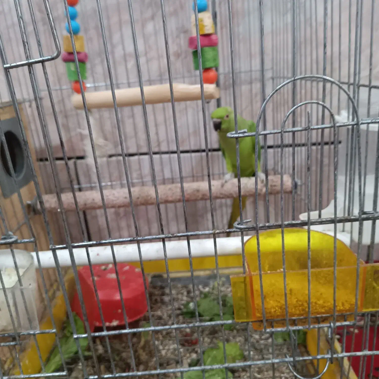 طوطی منلگوو|پرنده|بندر ماهشهر, |دیوار