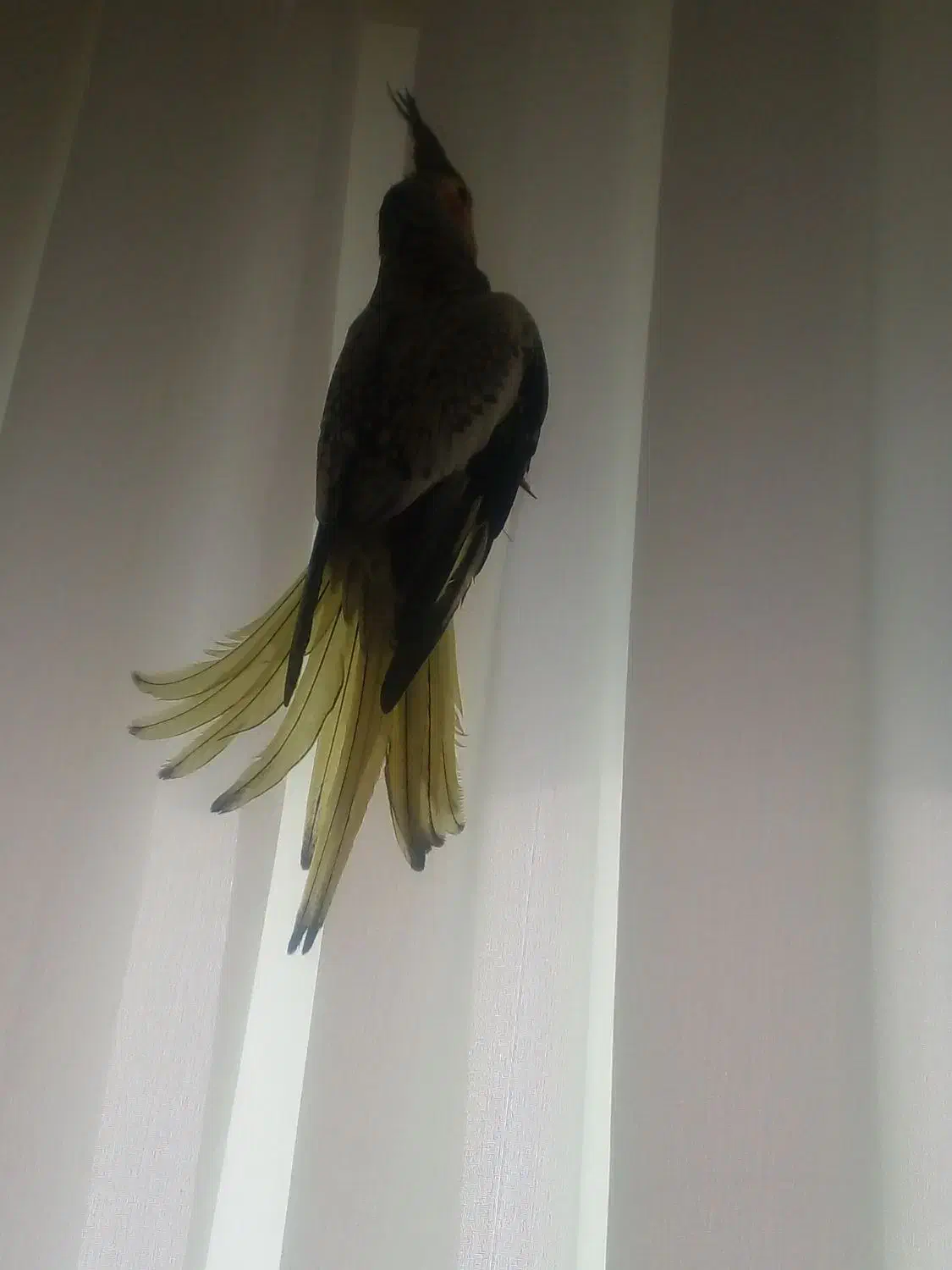 عروس هلندی قیمت پایین|پرنده|ابهر, |دیوار