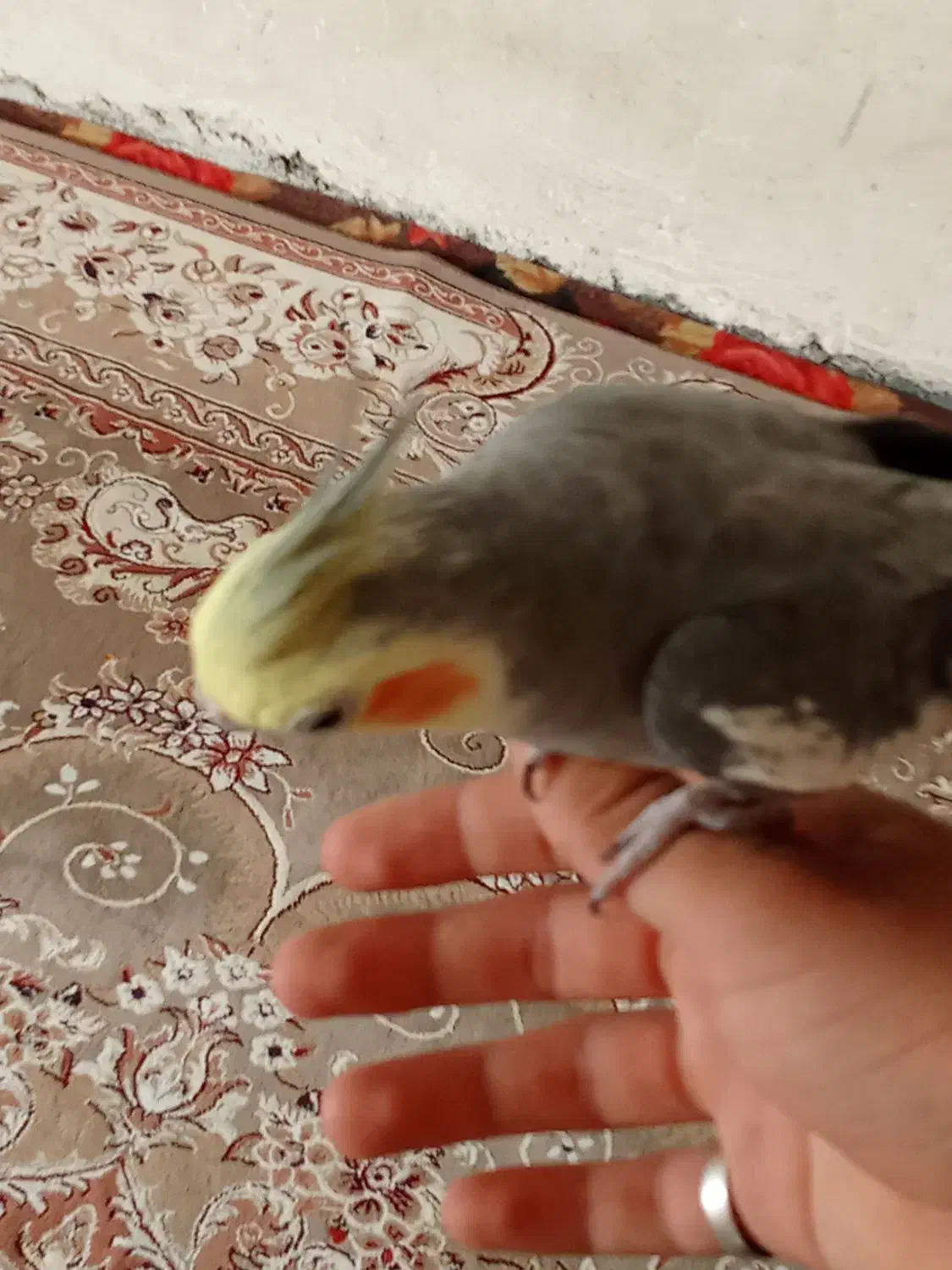 عروس هلندی|پرنده|نجف‌آباد, یزدانشهر|دیوار