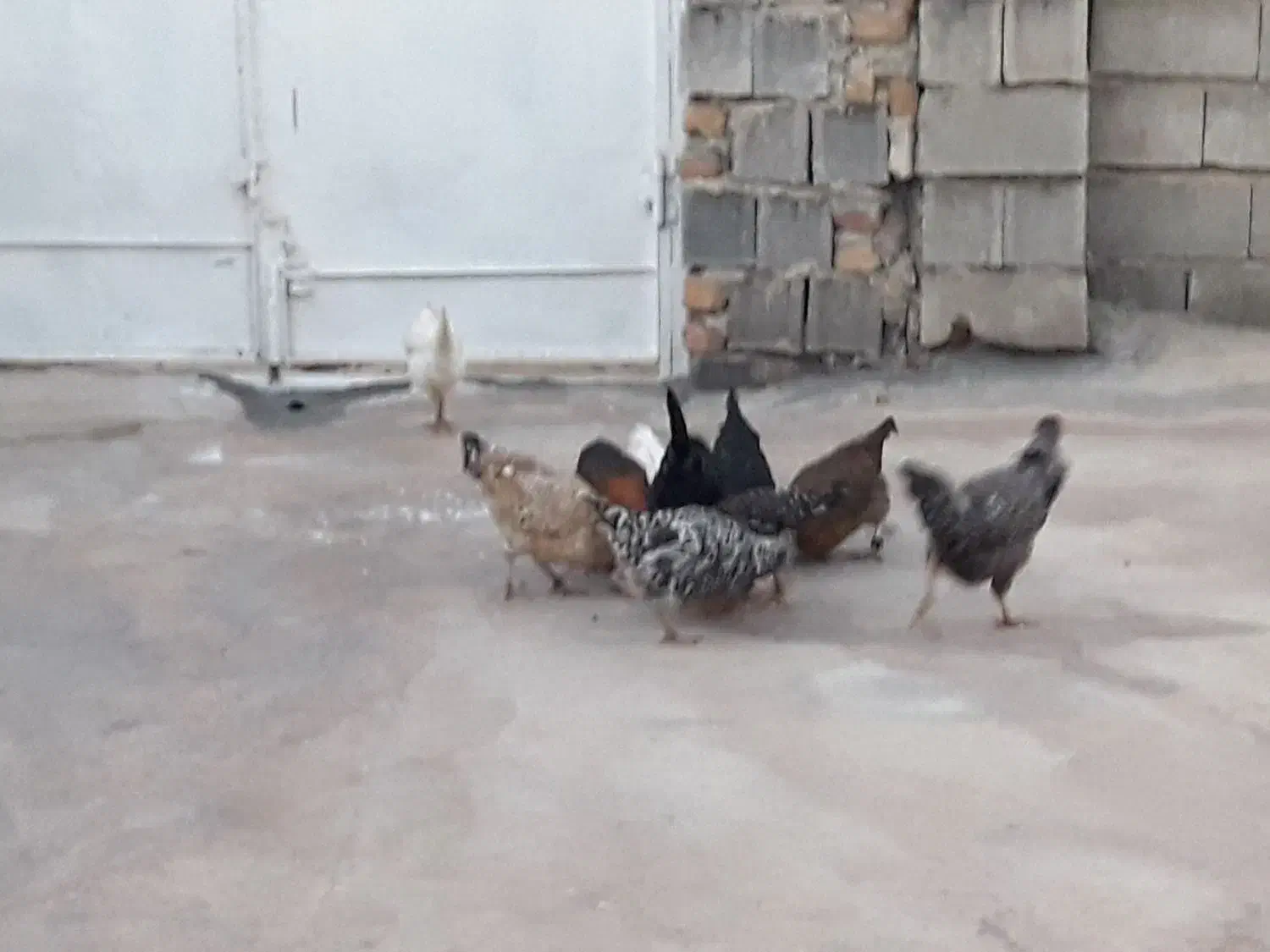 تعدادی مرغ جوان|حیوانات مزرعه|سرپل ذهاب, |دیوار