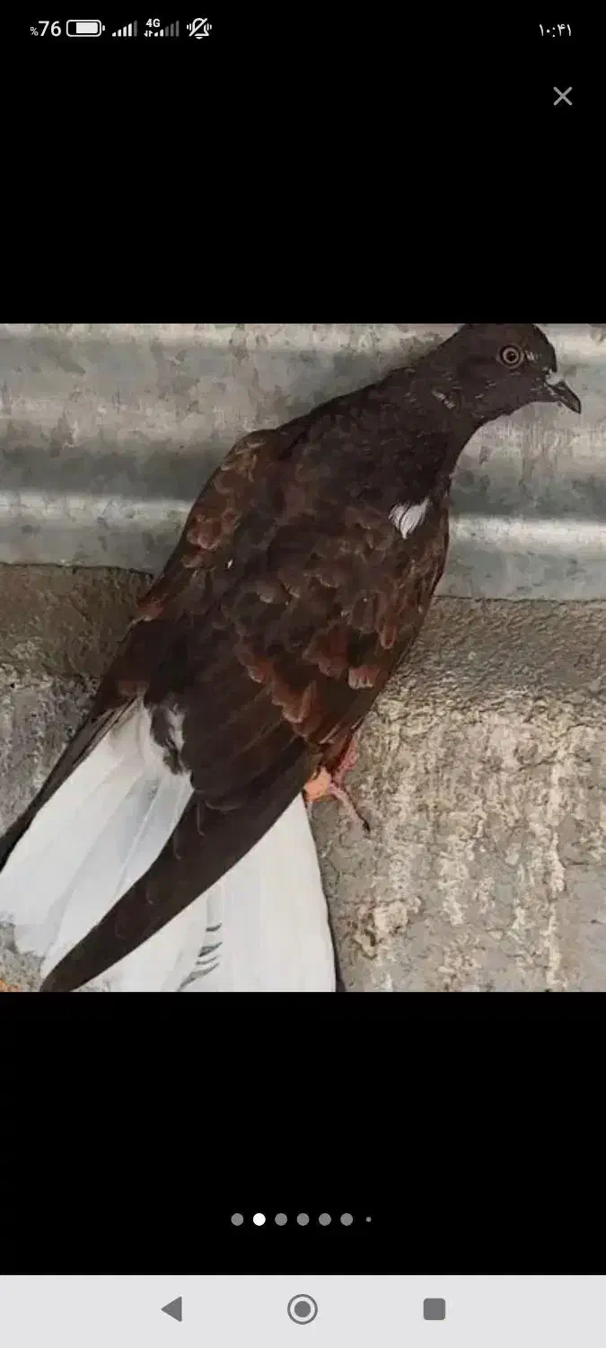 جوجه تودم سفید|پرنده|قم, نخودی|دیوار