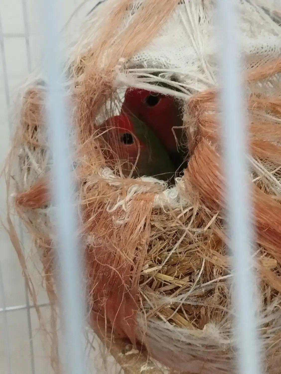 طوطی برزیلی مولد|پرنده|لامرد, |دیوار