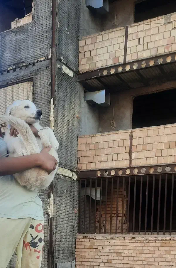 سگ پامر|سگ|مشهد, عبادی|دیوار