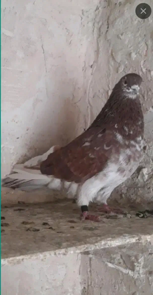 کبوتر  گرگی|پرنده|اشنویه, |دیوار